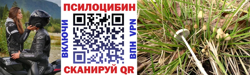 Купить где  Нефтегорск  Галлюциногенные грибы MAGIC MUSHROOMS 